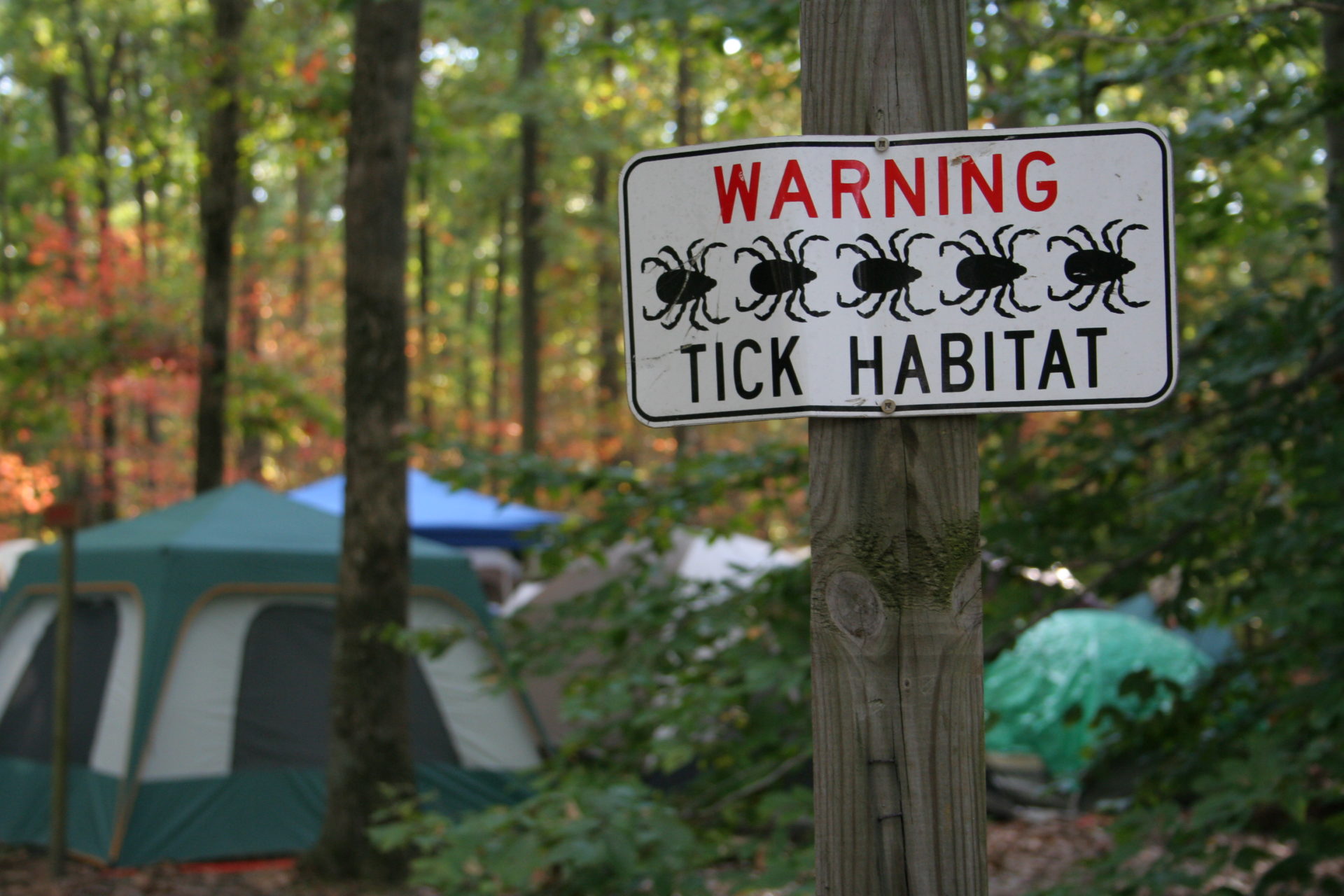 All About Ticks