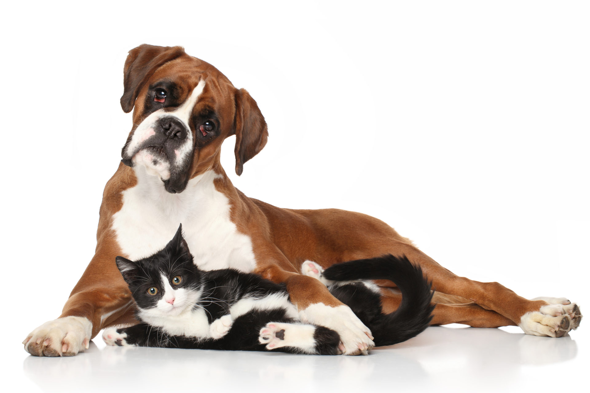 Donate to Half Way Home Animal Rescue