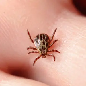 Tick Removal