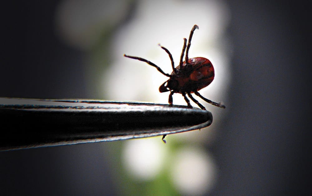 tick-removal tick-removal